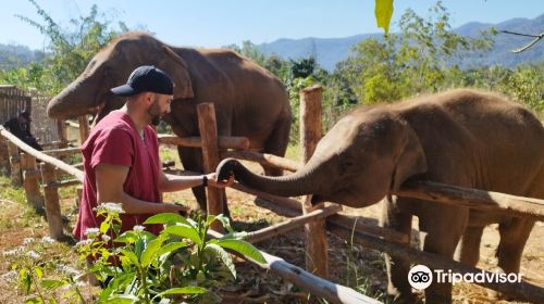 the north of thailand elephant camp