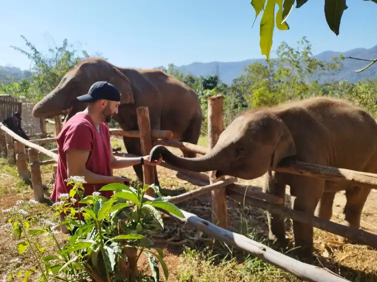 Hotels near the north of thailand elephant camp