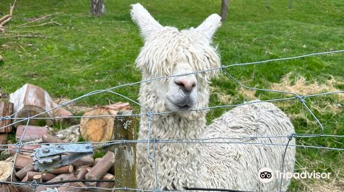 Lilliput Taupo Animal Park