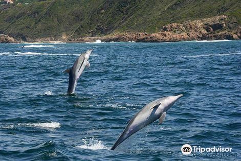 Ocean Odyssey Whale Watching Knysna