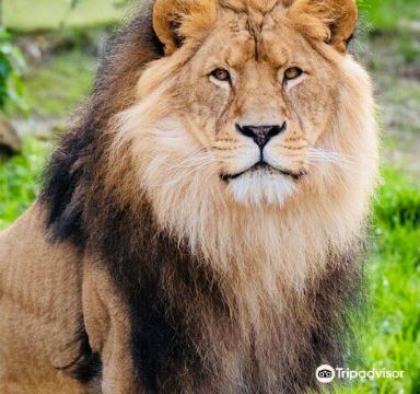 庫馬西 自由行套票