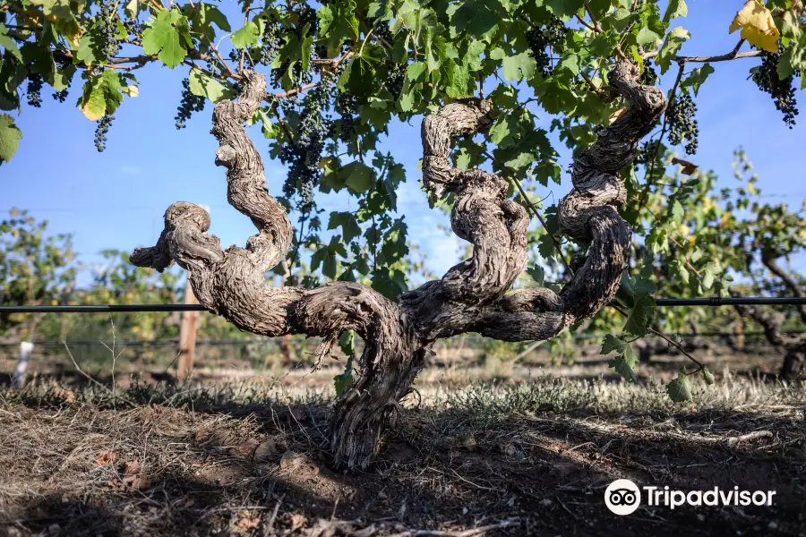 Torbreck Wines