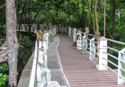 Mangrove Swamp Park