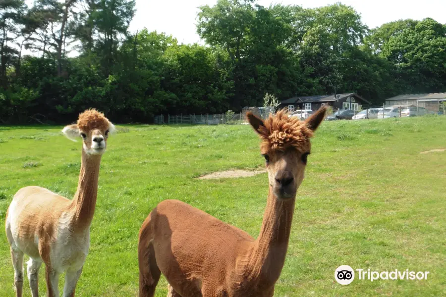 Beacon Alpacas