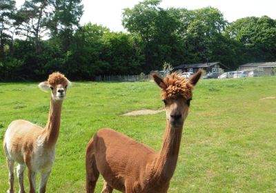 Beacon Alpacas