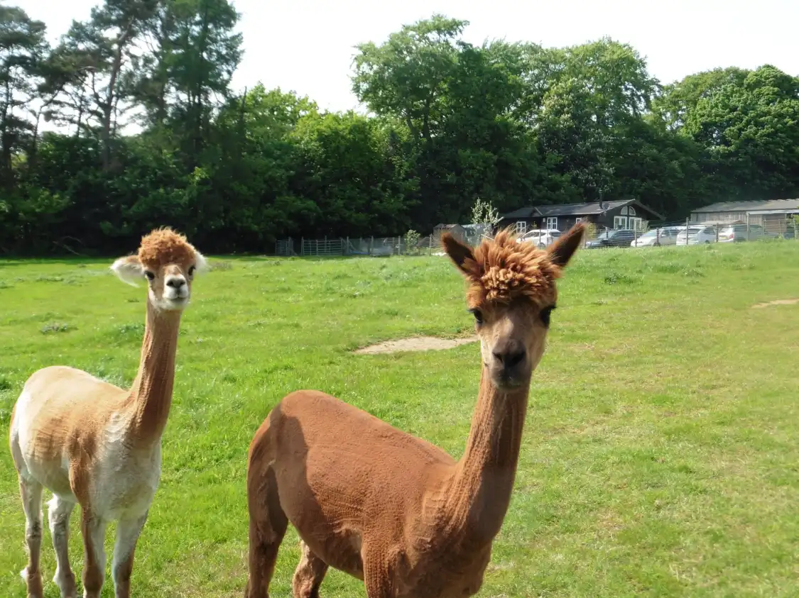 Hotels near Beacon Alpacas