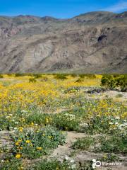 Parco statale del deserto di Anza-Borrego