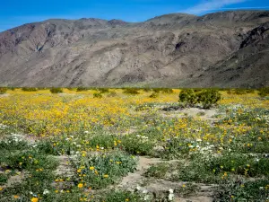 Parc d'État d'Anza-Borrego Desert