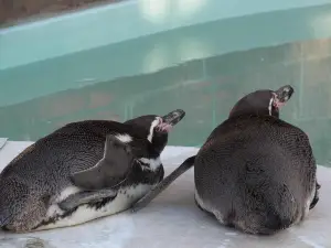 須阪市動物園