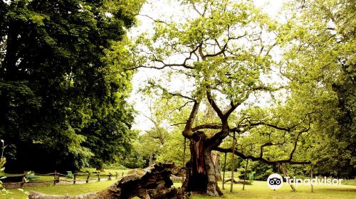 Rogalin Landscape Park