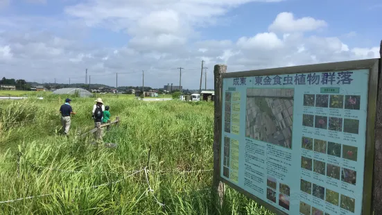 Carnivorous plant habitat in Togane, Naruto