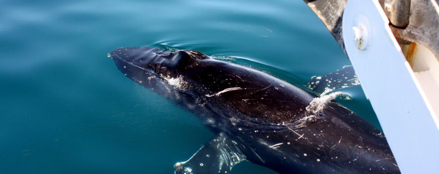 Geographe Maritime Charters
