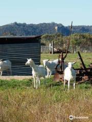 Jannei Goat Dairy - artisan cheese