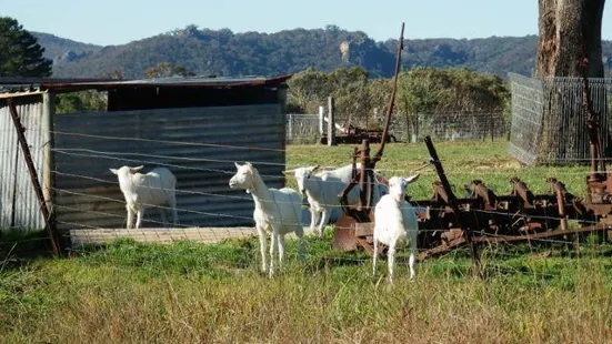 Jannei Goat Dairy - artisan cheese