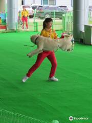 Jindo Dog Theme Park