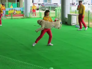 Jindo Dog Theme Park