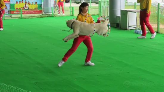 Jindo Dog Theme Park