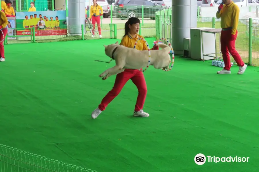 Jindo Dog Theme Park