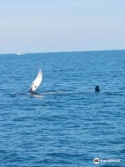 Newburyport Whale Watch