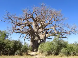 Mahango Game Reserve