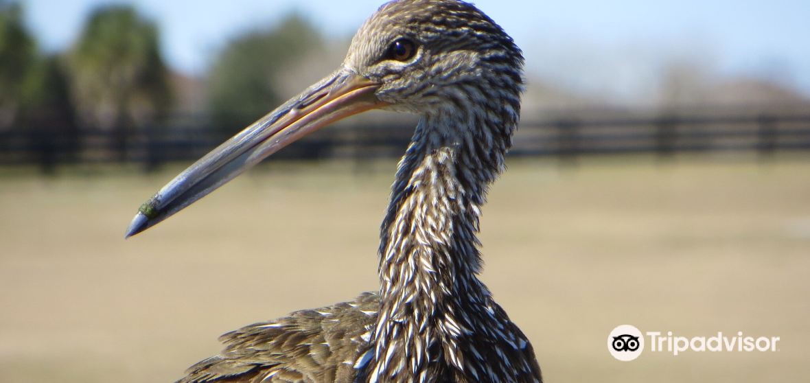 Things to Do in Fruitland Park in 2024 Top Attractions, Local Food, Hotels & Travel Tips