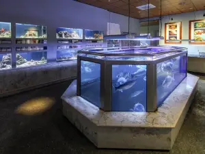 Aquarium Piran