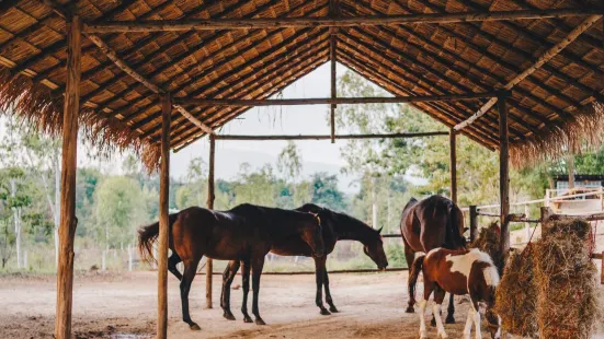 Second Wind Ranch and Rescue