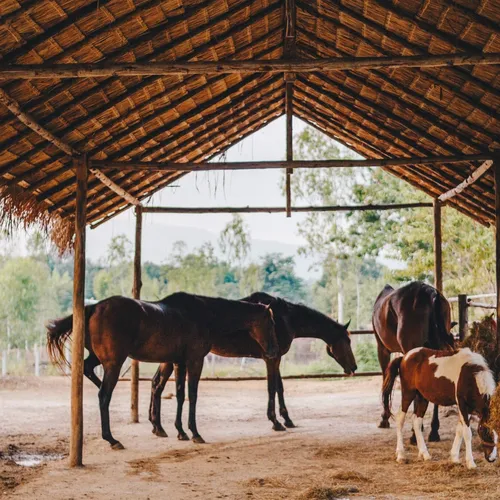 Second Wind Ranch and Rescue