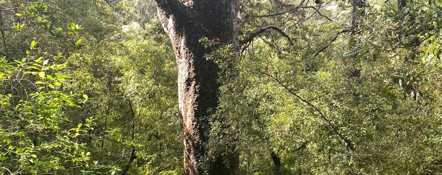 Opua Kauri Walk