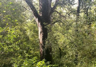 Opua Kauri Walk