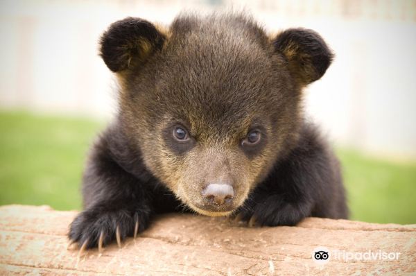 Bear Country USA