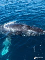 Newport Landing Whale Watching