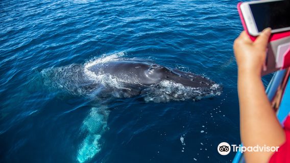 Newport Landing Whale Watching