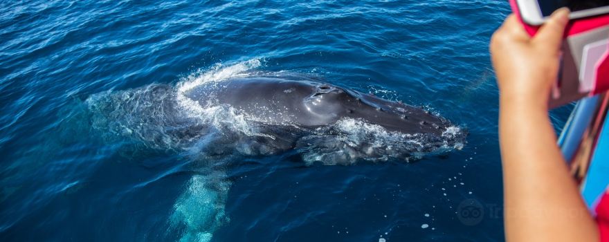 Newport Landing Whale Watching