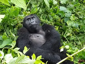 Kahuzi-Biega National Park