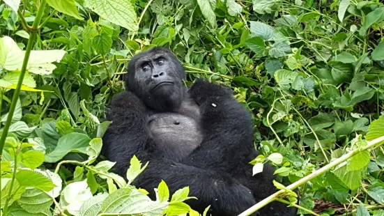 Kahuzi-Biega National Park