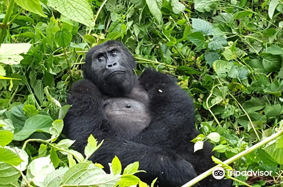 Kahuzi-Biega National Park