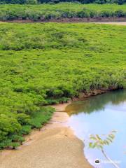 Mangrove Observatory