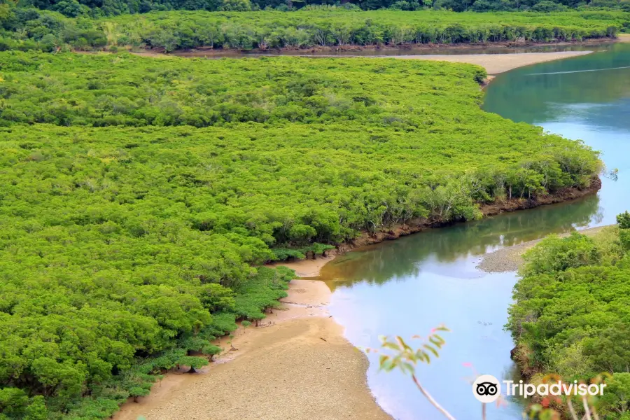 Mangrove Observatory