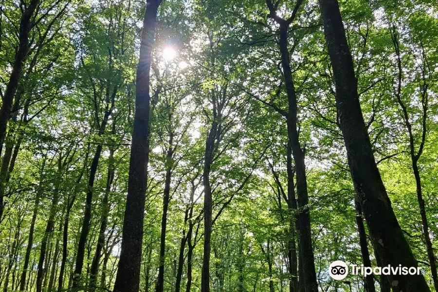 Beech Forest