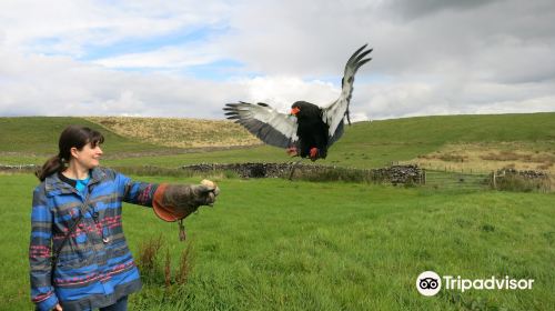 Coniston Falcon Centre