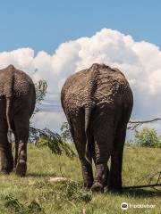 Knysna Elephant Park