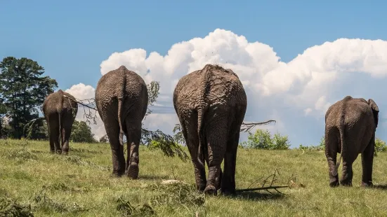 Knysna Elephant Park