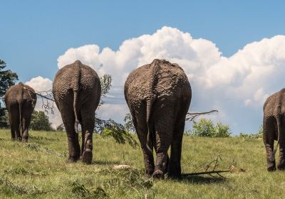 Knysna Elephant Park