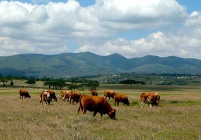 Condado de Kajiado