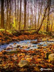 Medway Valley Heritage Forest