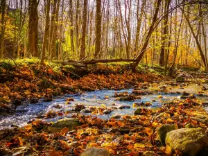 Medway Valley Heritage Forest