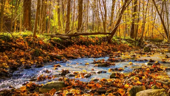 Medway Valley Heritage Forest