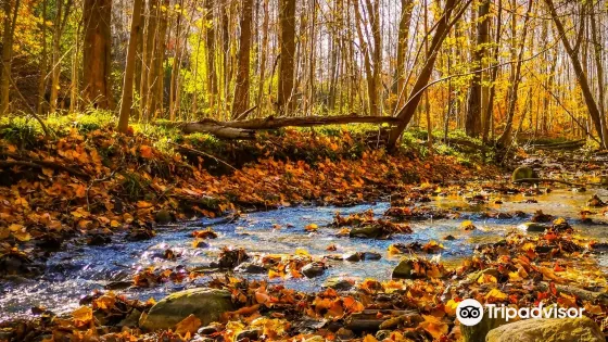 Medway Valley Heritage Forest