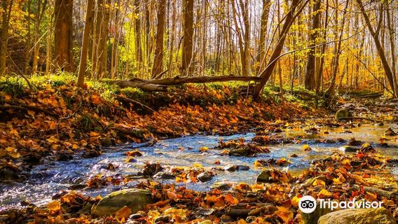 Medway Valley Heritage Forest